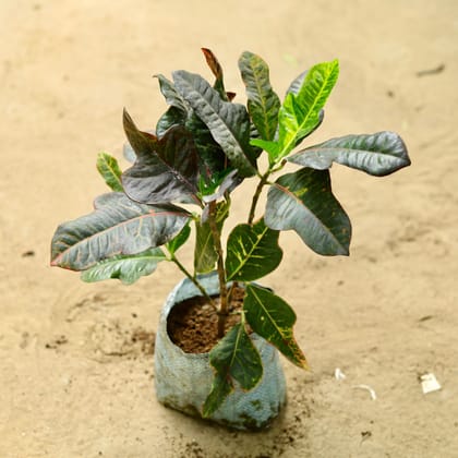 Buy Croton Oakleaf  in 5 Inch Nursery Bag Online | Urvann.com