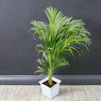 Areca Palm Bushy (~ 2.5 Ft) in 10 Inch White Premium Tokyo Square Plastic Pot