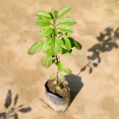 Buy Rama Tulsi in 4 Inch Nursery Bag Online | Urvann.com