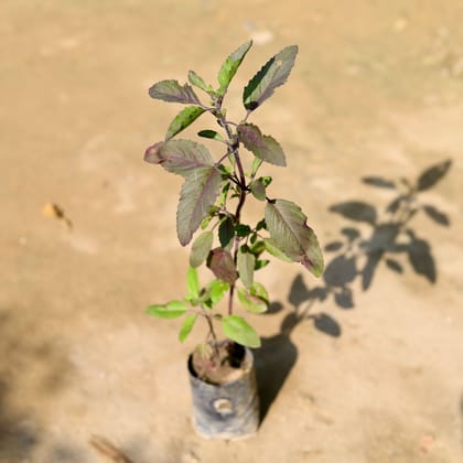 Buy Shyama Tulsi in 4 Inch Nursery Bag Online | Urvann.com