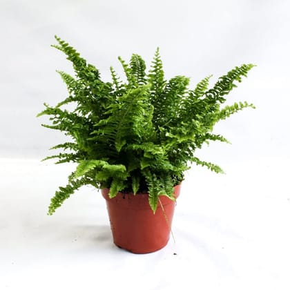 Fern Green in 6 Inch Nursery Pot