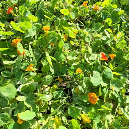 Nasturtium (Any Colour) in 4 Inch Nursery Bag