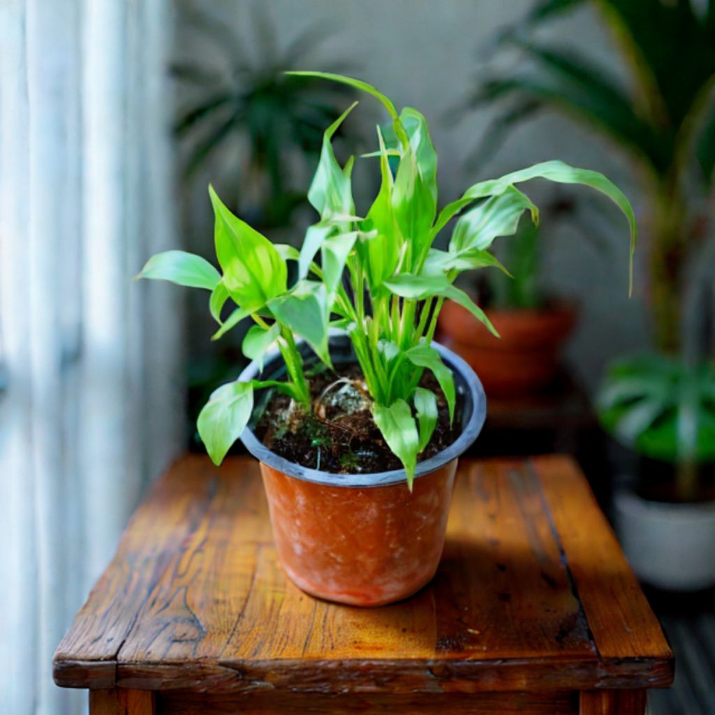 Peace Lily in 4 Inch Nursery Pot