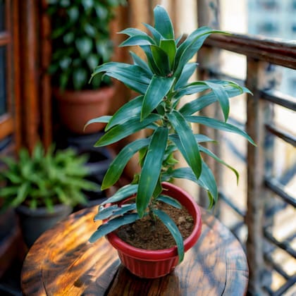 Dracaena Messenger Green in 8 Inch Terracotta Red Olive Plastic Pot