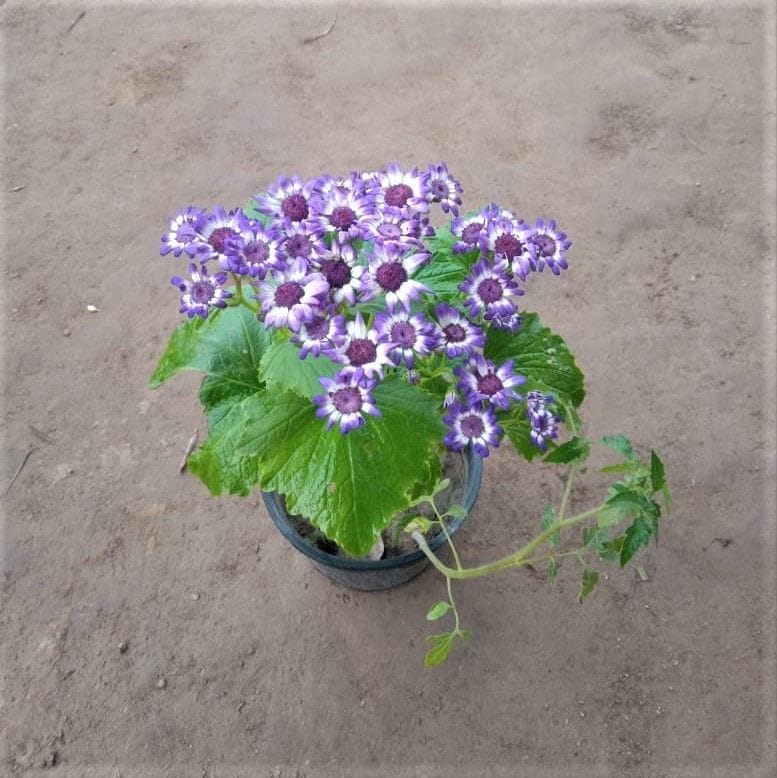 Cineraria Dwarf (any colour) in 6 Inch Nursery Pot