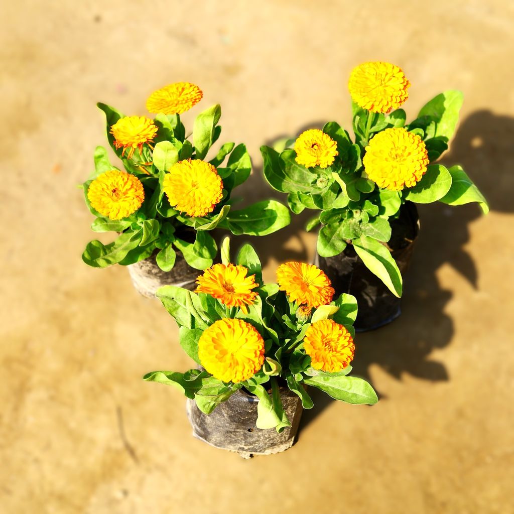 Set of 3 - Calendula (any colour) in 3 Inch Nursery Bag