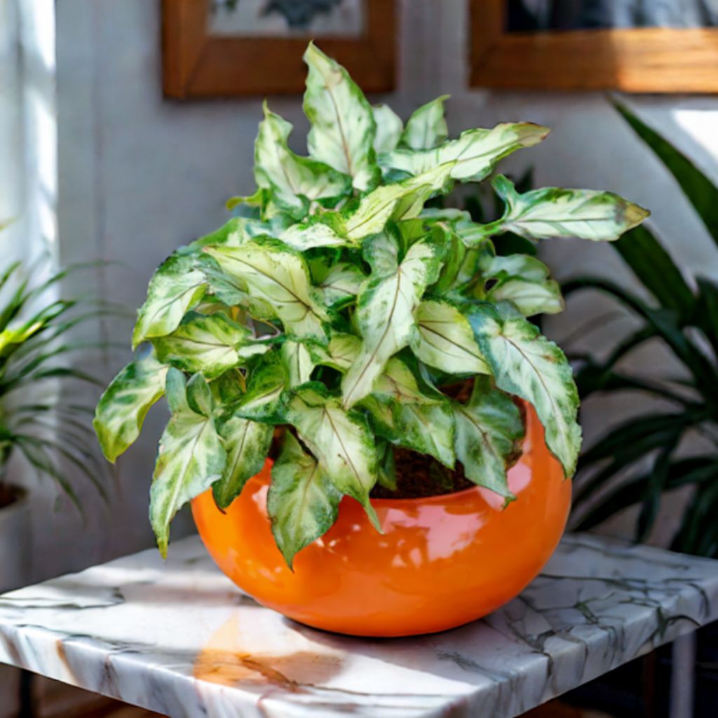 Syngonium Yami in 6 Inch Classy Ceramic Bowl (any colour)