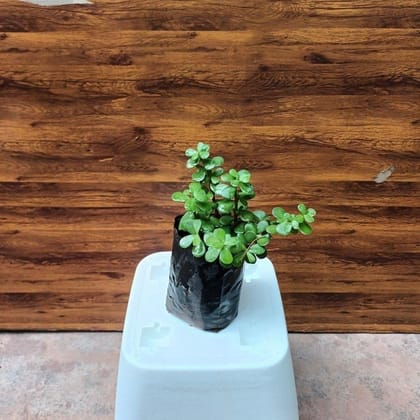 Buy Jade Plant in 4 Inch Nursery Bag Online | Urvann.com