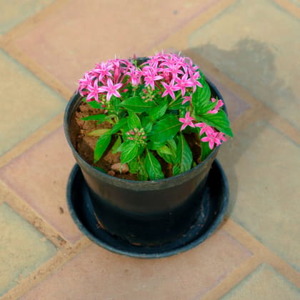 Buy Pentas Pink in 5 Inch Nursery Pot With Tray Online | Urvann.com