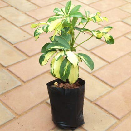 Buy Schefflera Brassia in 5 Inch Nursery Bag Online | Urvann.com