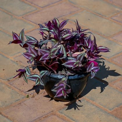 Buy Wandering Jew in 5 Inch Nursery Pot Online | Urvann.com