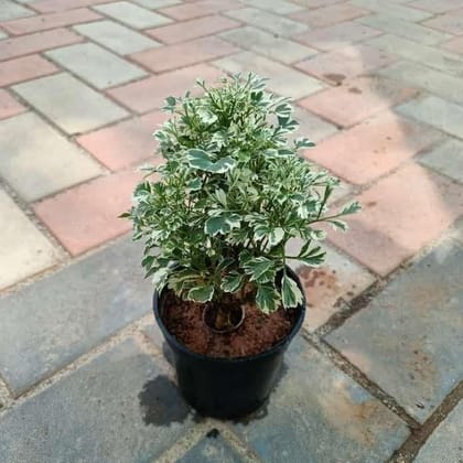 Buy Aralia Variegated in 4 Inch Plastic Pot Online | Urvann.com