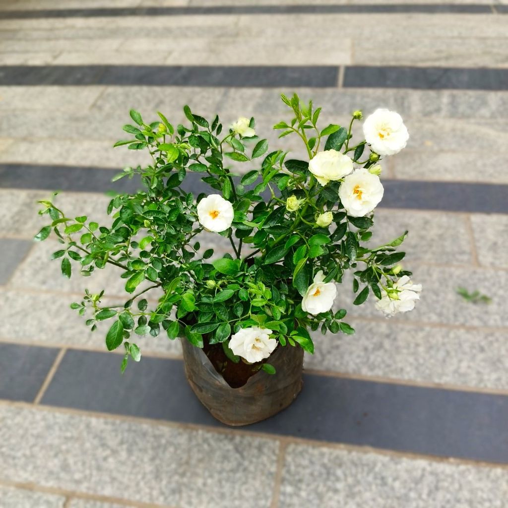 Button Rose White in 5 Inch Nursery Bag