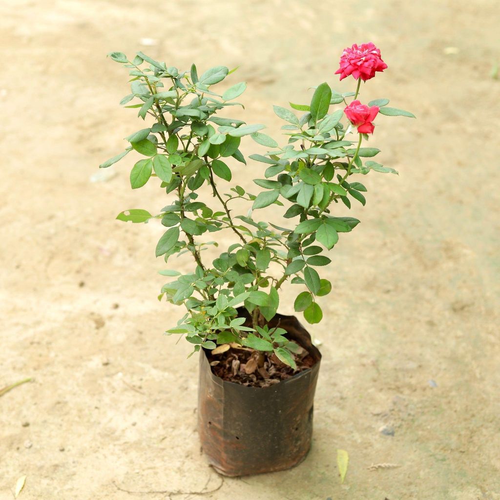 English Rose (any colour) in 6 Inch Nursery Bag