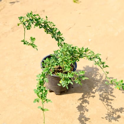 Buy Rose Creeper (any colour) in 10 Inch Nursery Pot Online | Urvann.com