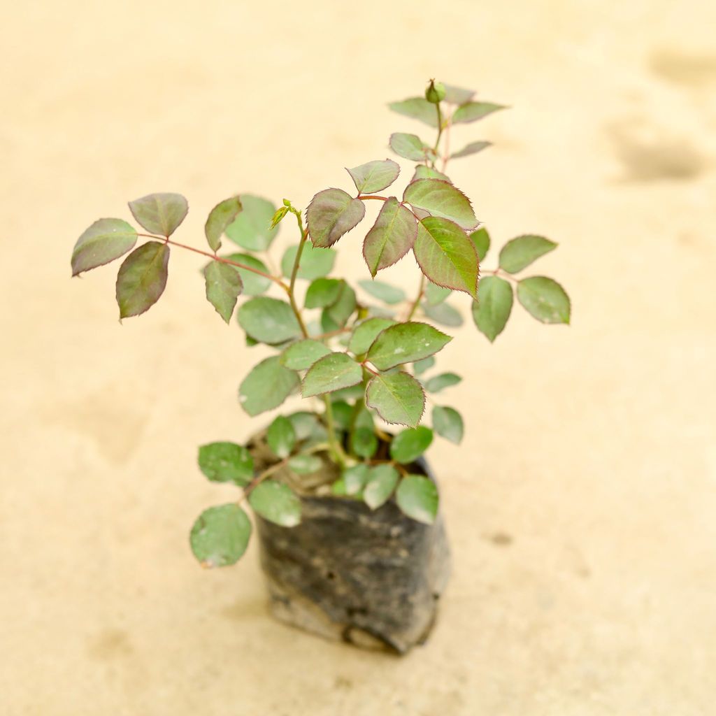 Desi Rose / Gulab Red in 4 Inch Nursery Bag