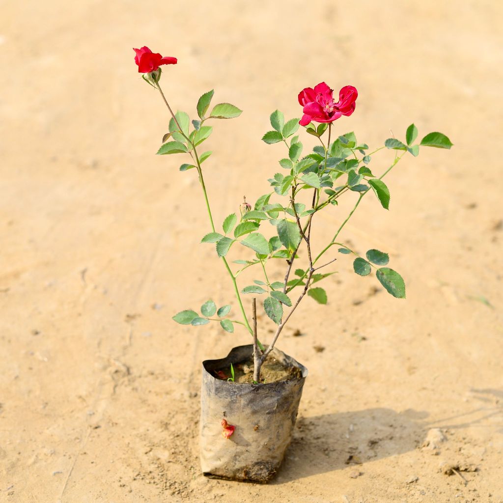 Desi Rose (any colour) in 4 Inch Nursery Bag