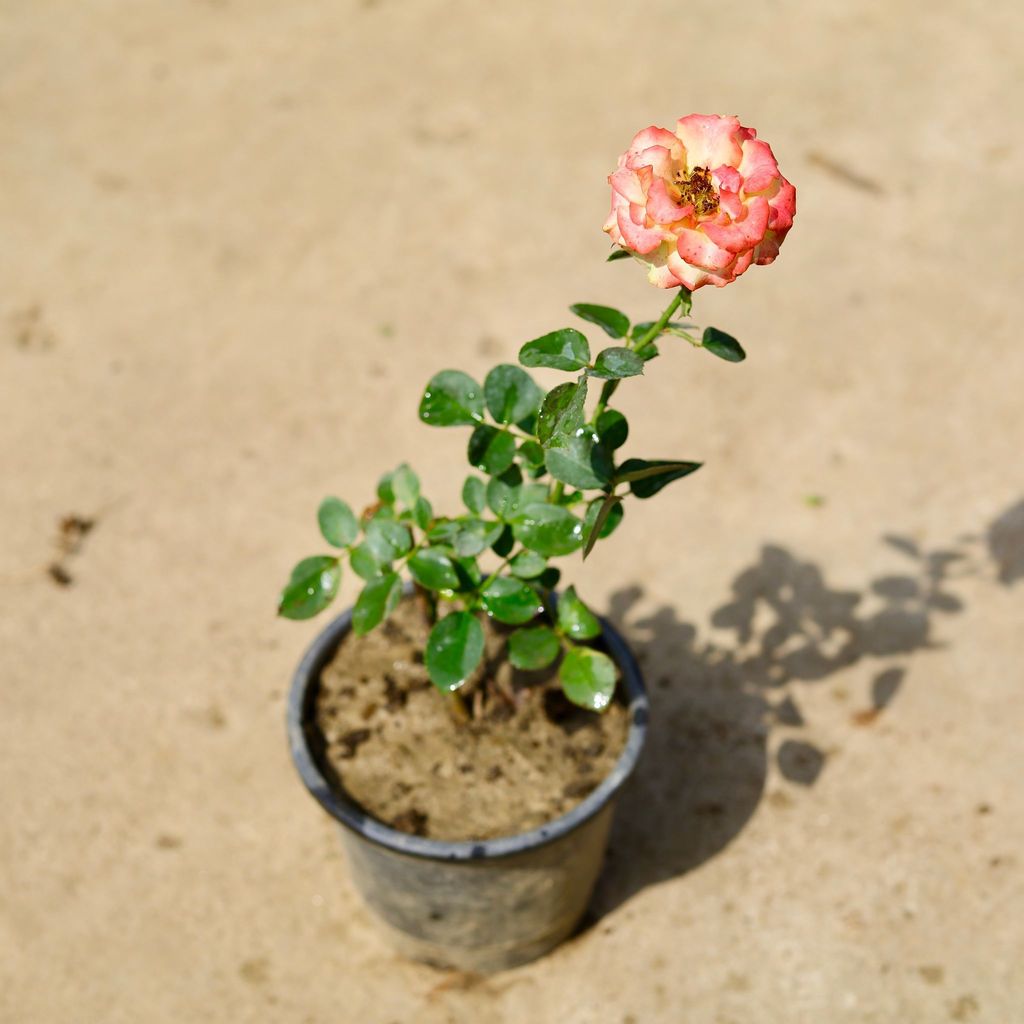 English Rose (Any Color) in 6 Inch Nursery Pot