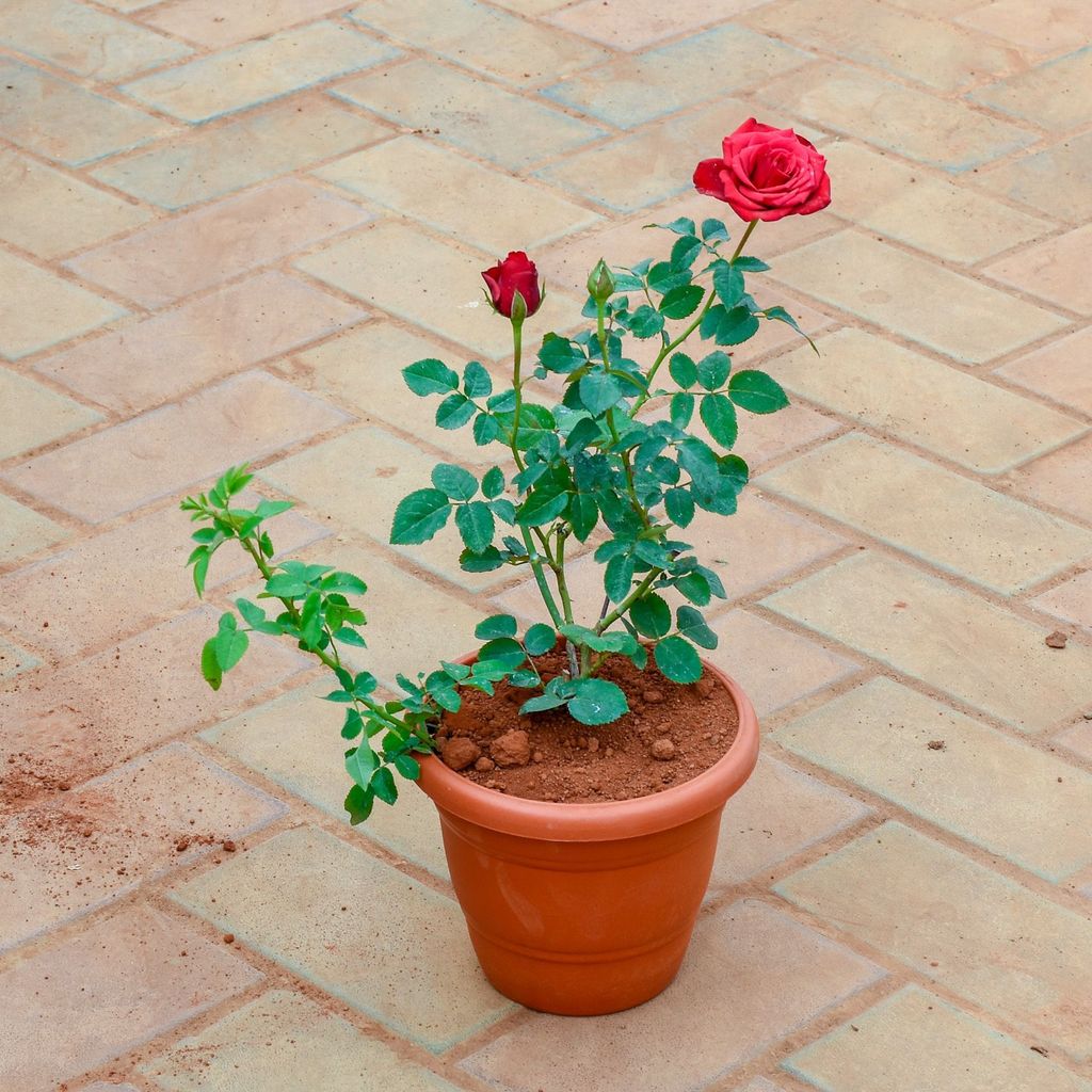 Rose / Gulab Red in 7 Inch Classy Red Plastic Pot