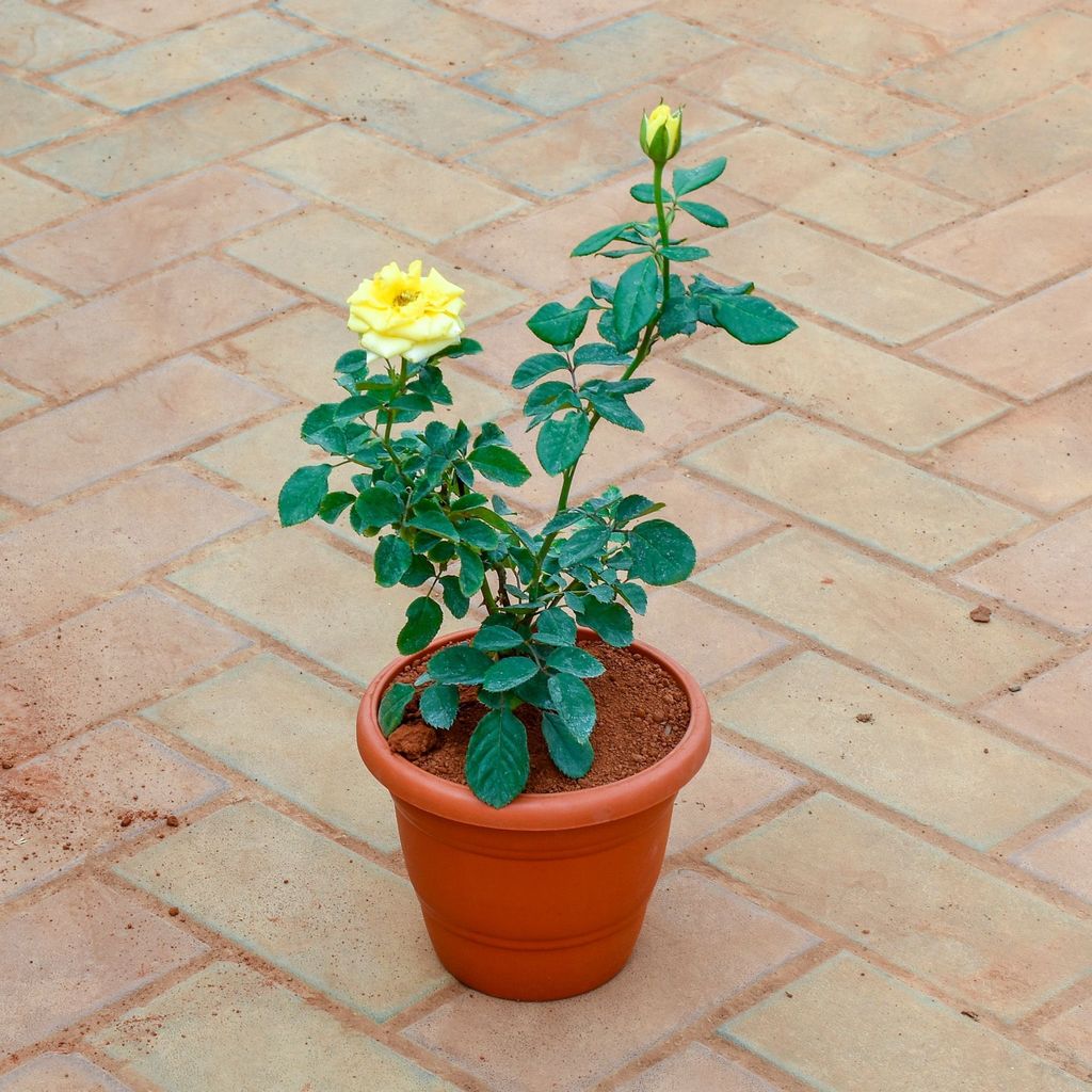 Rose / Gulab Yellow in 7 Inch Classy Red Plastic Pot