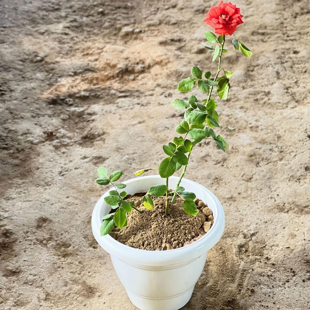 Rose Orange in 10 Inch White Classy Plastic Pot