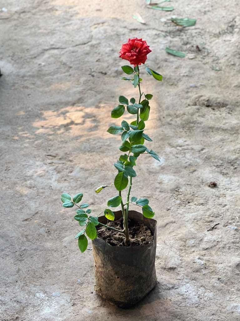 Rose Orange in 8 Inch Nursery Bag