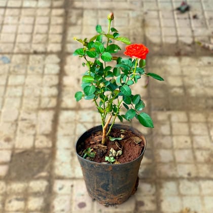 Rose Hybrid (Any Colour) in 6 Inch Nursery Pot