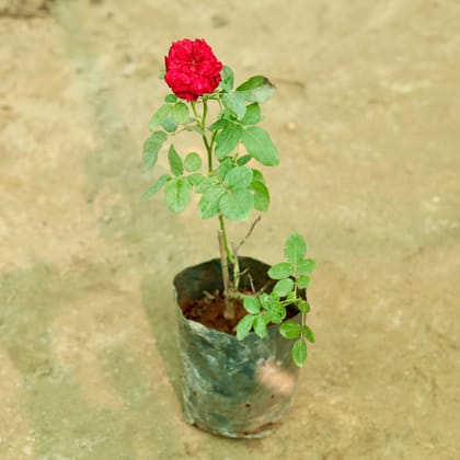 Buy Rose (Any Colour) in 8 Inch Nursery Bag Online | Urvann.com