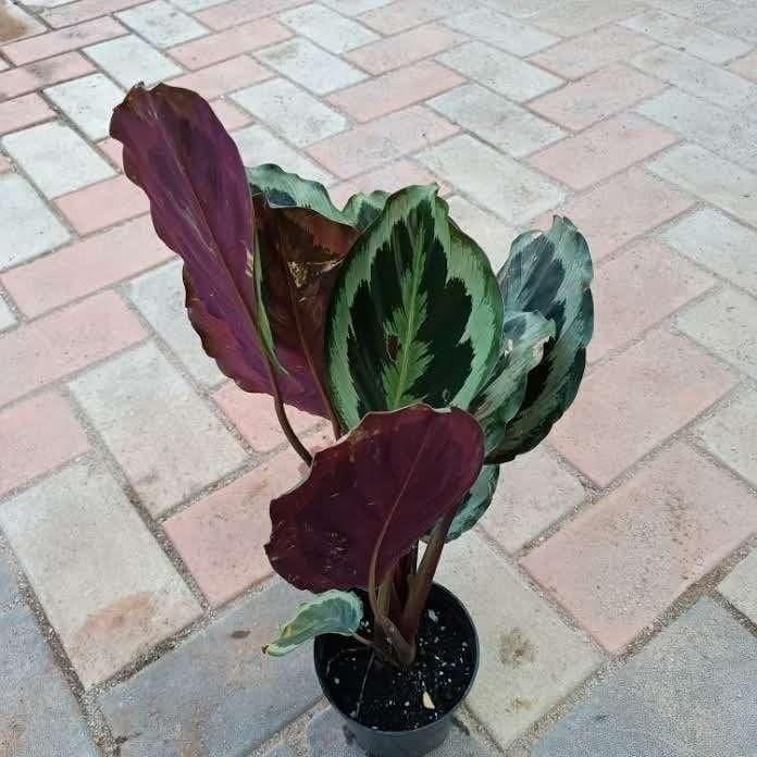 Exotic Calathea Roseopicta in 4 Inch Nursery Pot