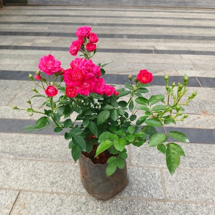 Rose Pink in 8 Inch Nursery Bag