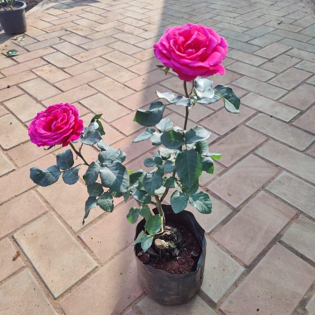 Rose Pink in 6 Inch Nursery Bag