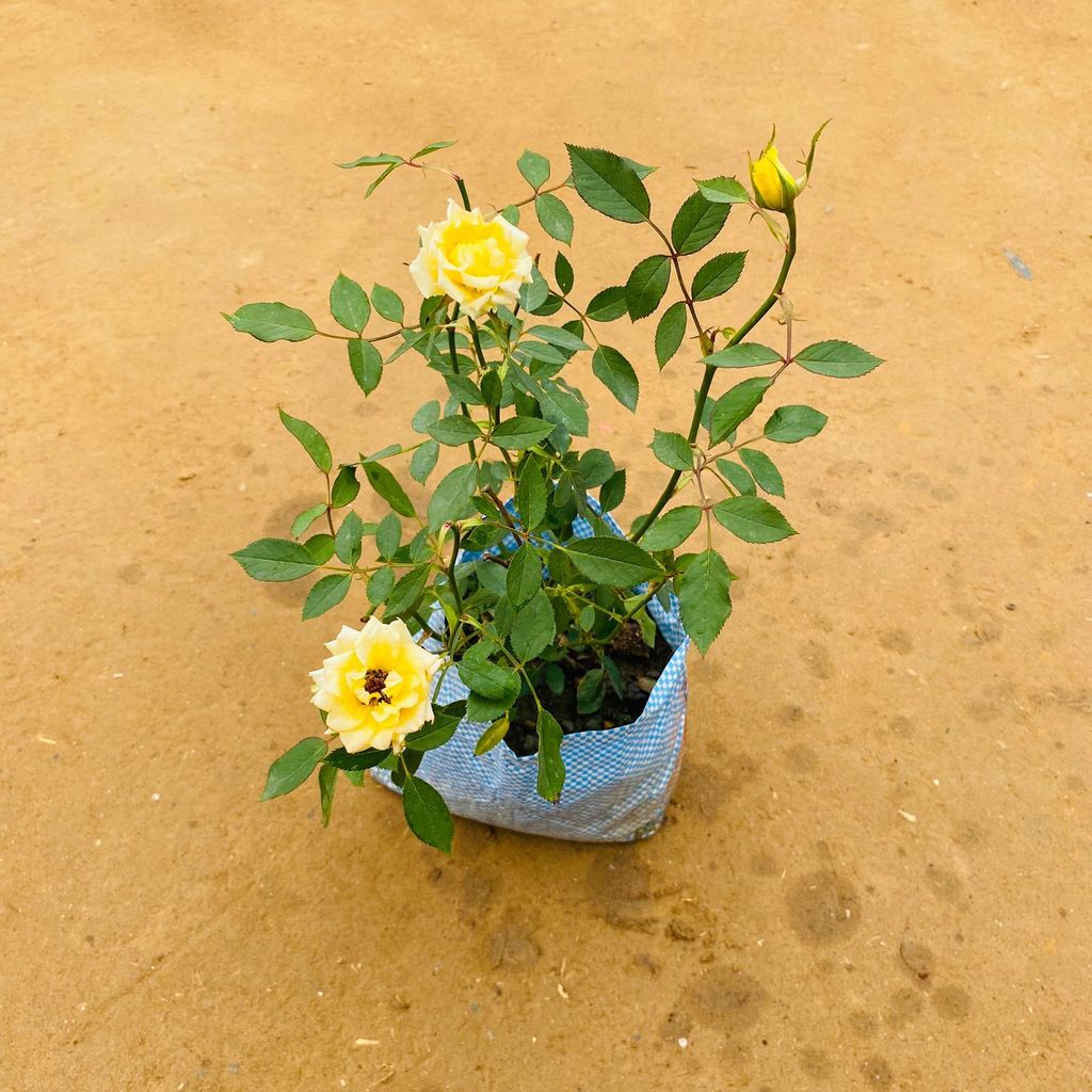 English Rose (any colour) in 6 Inch Nursery Bag