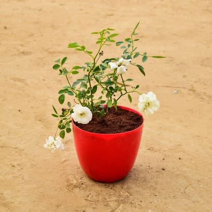 Buy Button Rose White in 6 Inch Red Premium Orchid Round Plastic Pot Online | Urvann.com