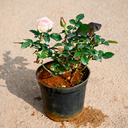 Buy Rose Desi in 5 Inch Nursery Pot Online | Urvann.com