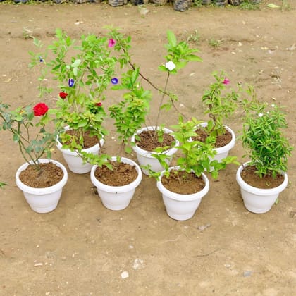 Buy Flower Garden Special- Set of 7 - Aparajita, English Rose, Madhu Malti / Rangoon Creeper,Bougainvillea,Chandni, Dwarf Chandi & English Bougainvillea (any colour) in 8 Inch White Classy Plastic Pot Online | Urvann.com