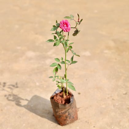 Rose / Gulab Pink in 3 inch Nursery Bag