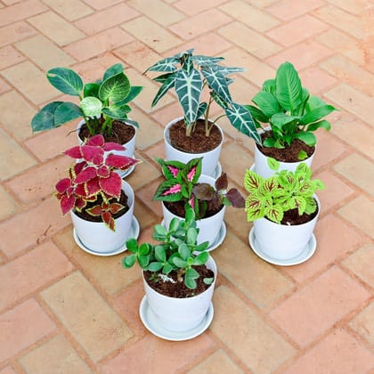 Buy Balcony Special - Set of 7 - Coleus Trusty Rusty, Coleus Wizard Rose, Coleus ColorBlaze Golden Dreams, Crassula, Peace Lily , Alocasia Amazonica & Philodendron Birkin in 7 Inch White Premium Sphere Plastic Pot with Tray Online | Urvann.com