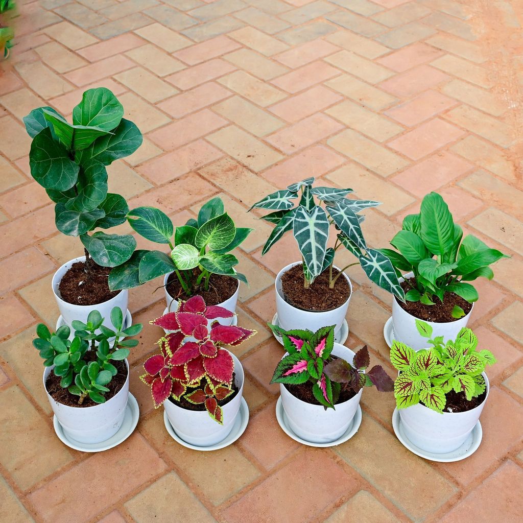 Balcony Steal - Set of 8 - Coleus Trusty Rusty, Coleus Wizard Rose, Coleus ColorBlaze Golden Dreams, Crassula, Peace Lily , Alocasia Amazonica, Philodendron Birkin & Fiddle Leaf Fig / Ficus Lyrata in 6 Inch White Premium Sphere Plastic Pot with Tray