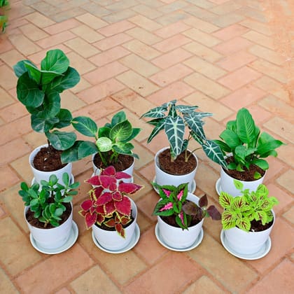 Buy Set of 8 - Coleus Trusty Rusty, Coleus Wizard Rose, Coleus ColorBlaze Golden Dreams, Crassula, Peace Lily , Alocasia Amazonica, Philodendron Birkin & Fiddle Leaf Fig / Ficus Lyrata in 6 Inch White Premium Sphere Plastic Pot with Tray Online | Urvann.com