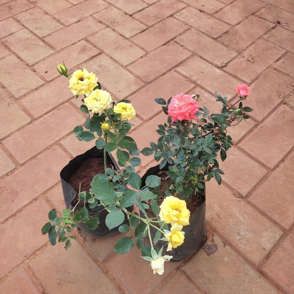 Set of 2 - Rose (Pink & Yellow) in 5 Inch Nursery Bag