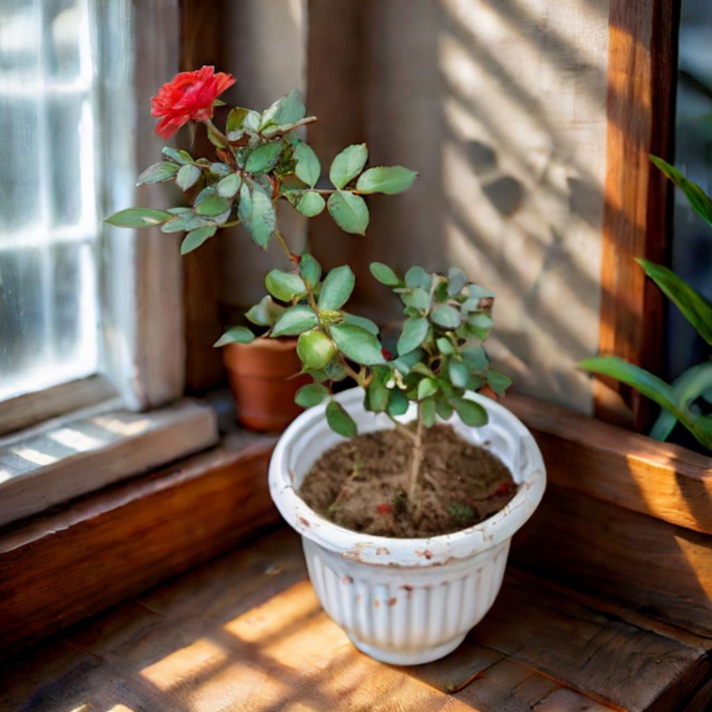 Rose / Gulab Red in 8 Inch White Olive Plastic Pot