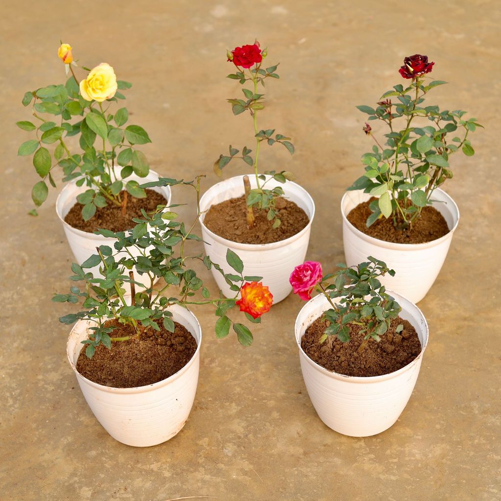 Roseful Combo - Set of 5 - Roses (any colour) in 08 Inch White Marble Premium Milo Round Plastic Pot