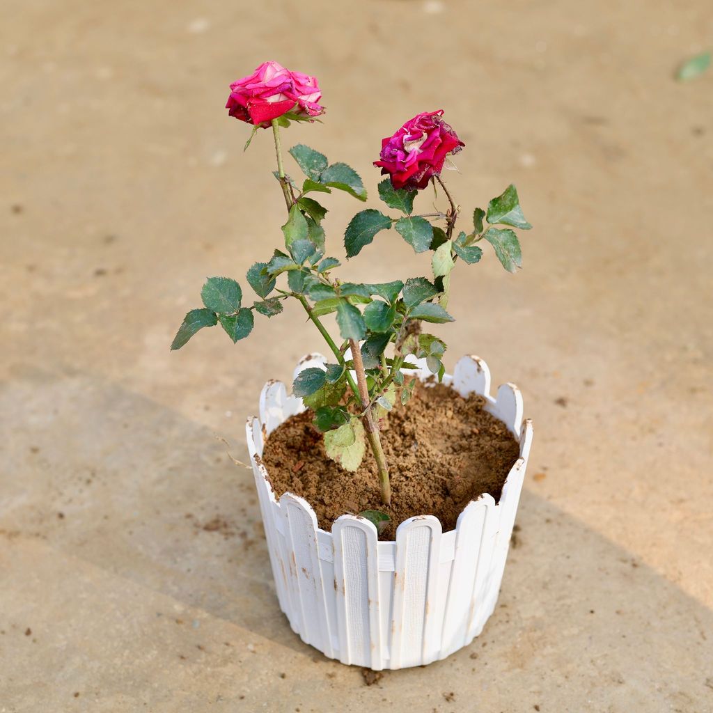 English Rose / Gulab (any colour) in 6 Inch White Premium Tippy Plastic Pot