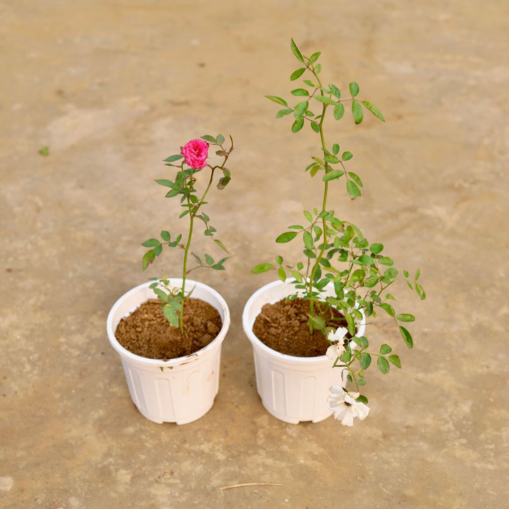 Roseful Delight - Set of 2 - Rose (White & Red) in 6 Inch White Super Nursery Pot