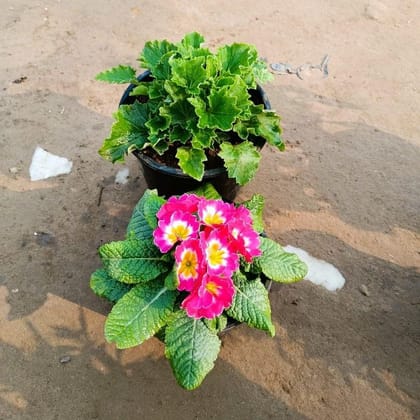 Buy Set of 2 - Dwarf Cineraria & Prime Rosea / Primula Rosea (any colour) in 6 Inch Nursery Pot Online | Urvann.com