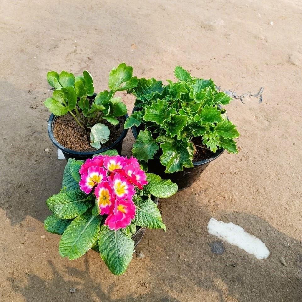 Set of 3 - Prime rosea / Primula Rosea, Dwarf Cineraria & Ranunculus (any colour) in 6 Inch Nursery Pot