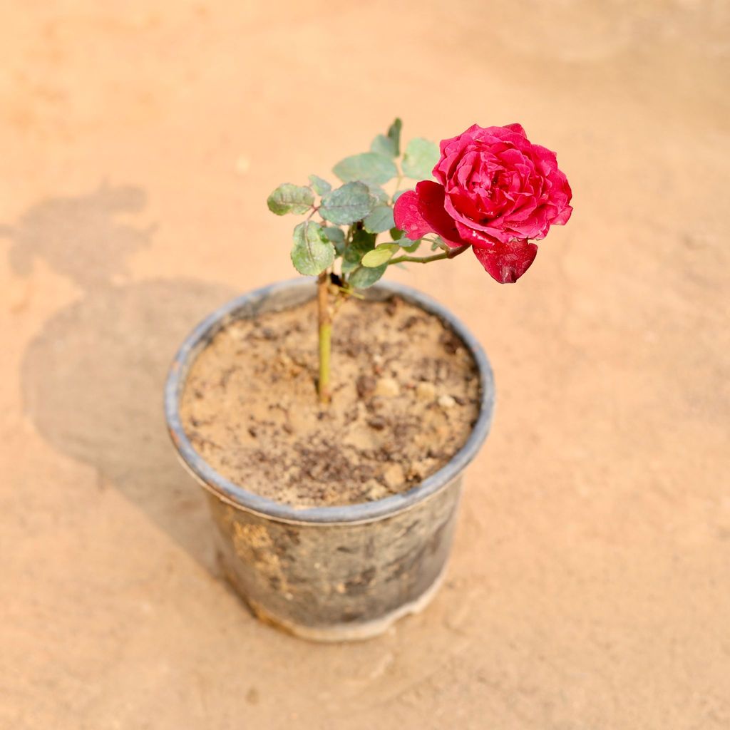 Rose / Gulab Red in 6 Inch Nursery Pot