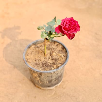 Buy Rose / Gulab Red in 6 Inch Nursery Pot Online | Urvann.com