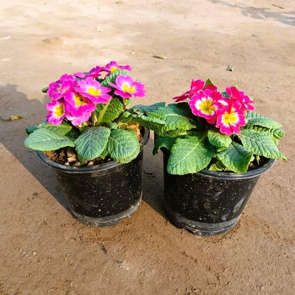 Set of 2 - Prime rosea /Primula Rosea (any colour) in 5 Inch Nursery Pot