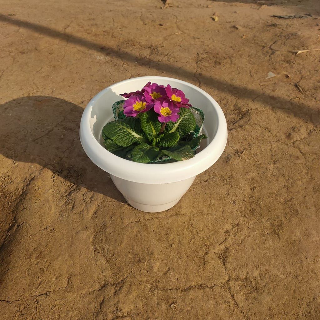 Primula Rosea (any colour) in 6 Inch Classy White Plastic Pot